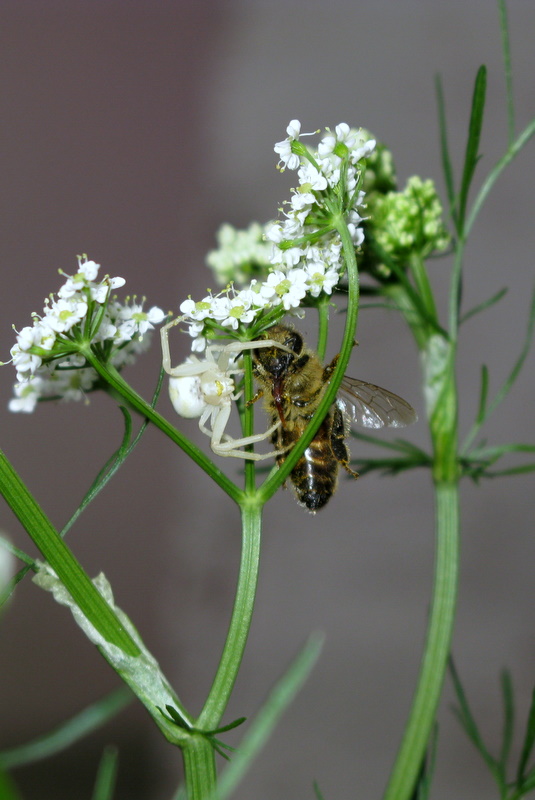 Spider vs. Bee