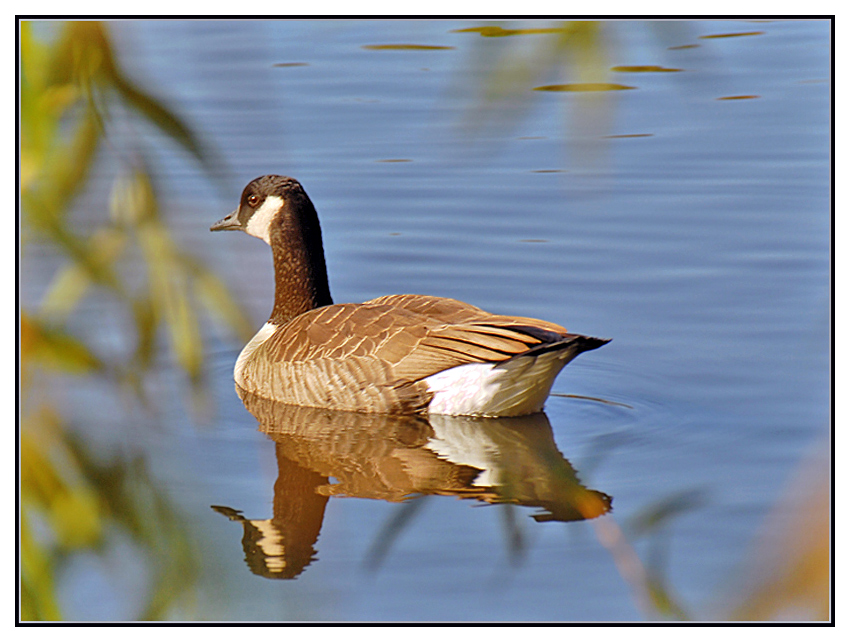 Canada Goose