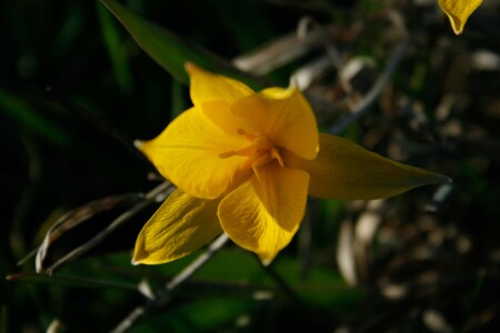 дикий тюльпан