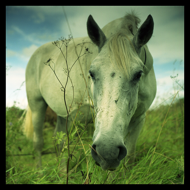 - BLUE HORSE -