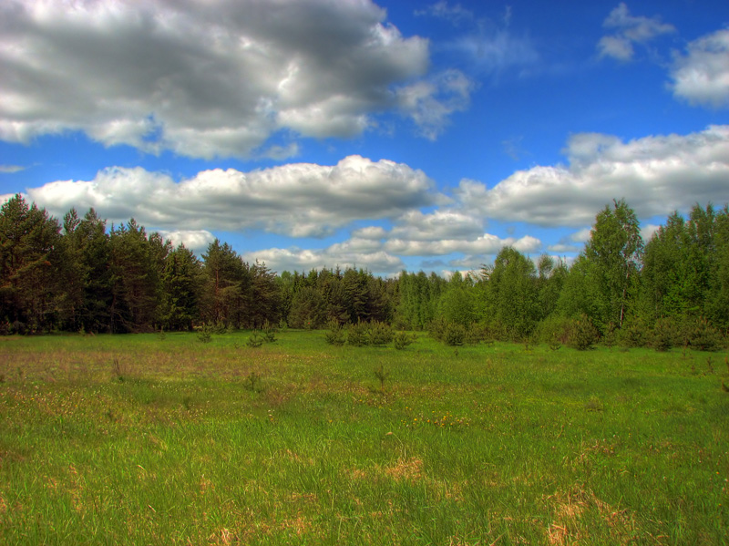 Переславский лес