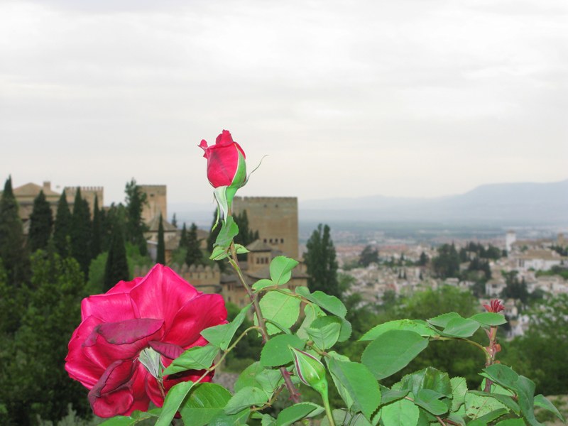 Granada Roses