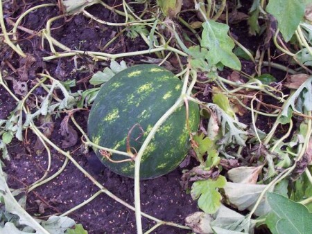 Рязанские арбузы