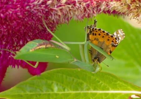 А бабочка крылышками ...