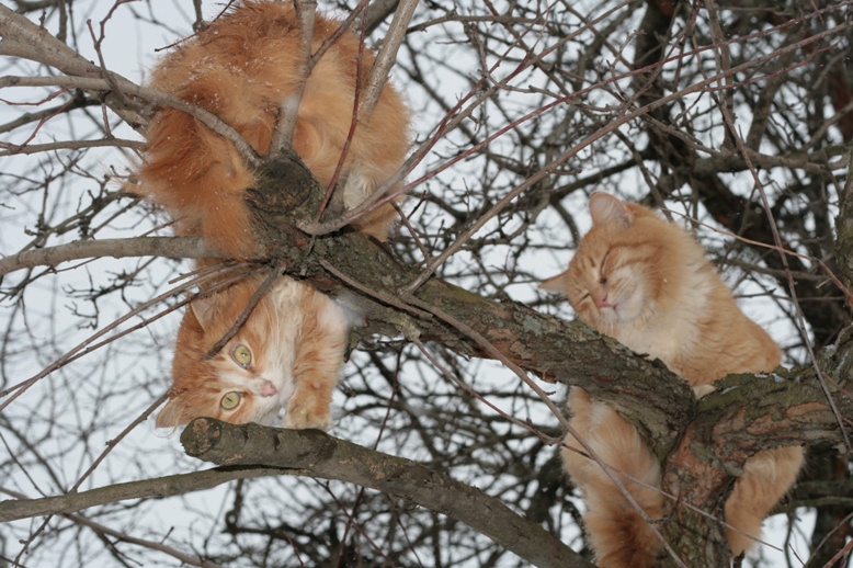 Пришла весна, коты созрели