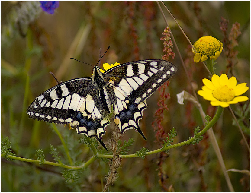 Papilio machaon