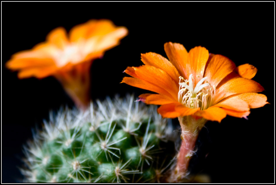 Rebutia flavistyla