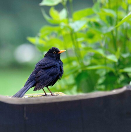 Хозяин горы !