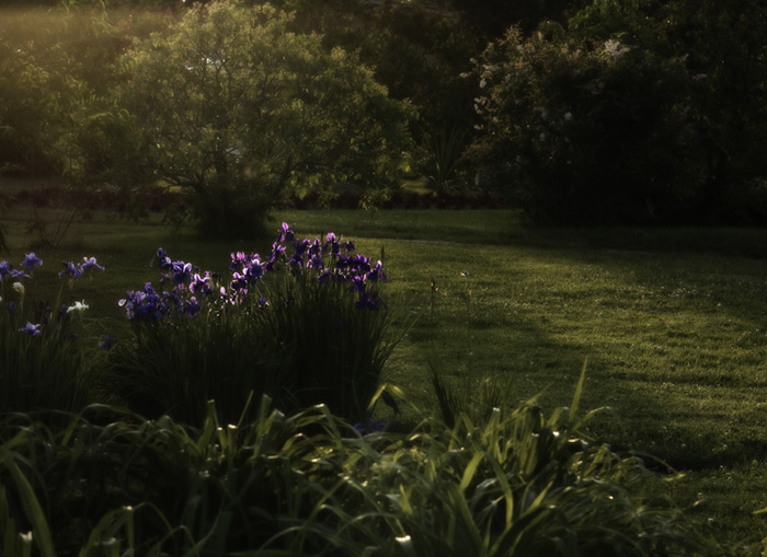 Gladioli