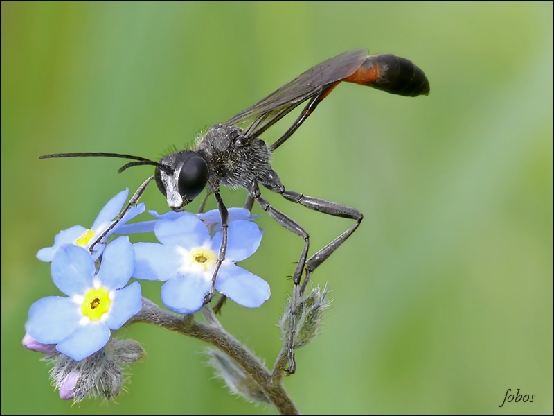 Пескорой песчаный (Ammophila sabulosa)