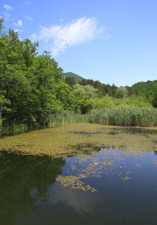 &amp;quot;Затянуло, где-то тиной ...&amp;quot;