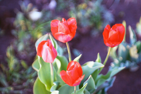 Распустились