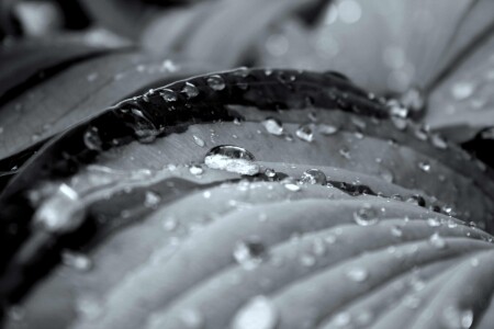 The fallen tears of a rain