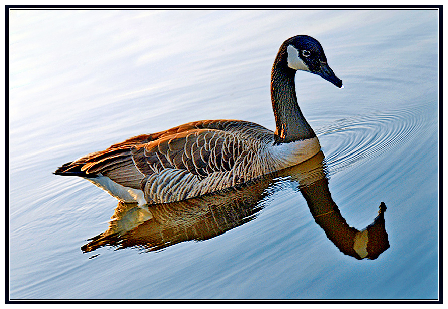 Canada Goose-2