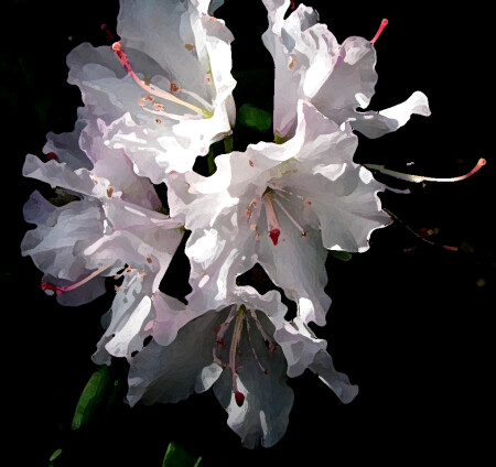 белая азалия