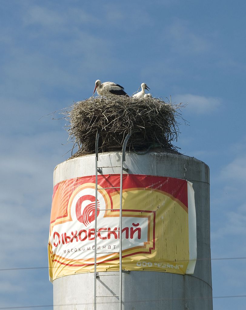 Выше - только птицы!