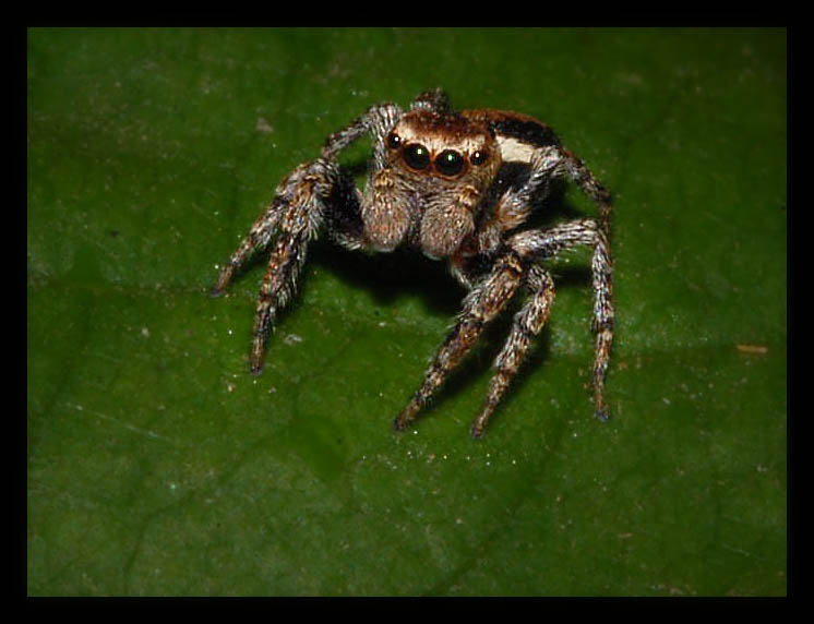 Паук-скакун (Salticidae)