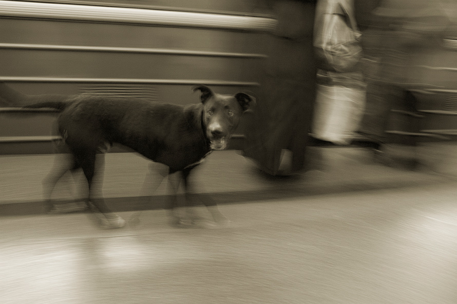 Dog in Metro