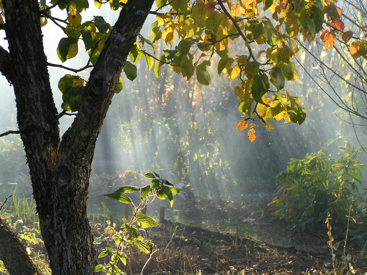 Осень