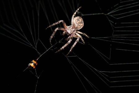 Вот и обед......