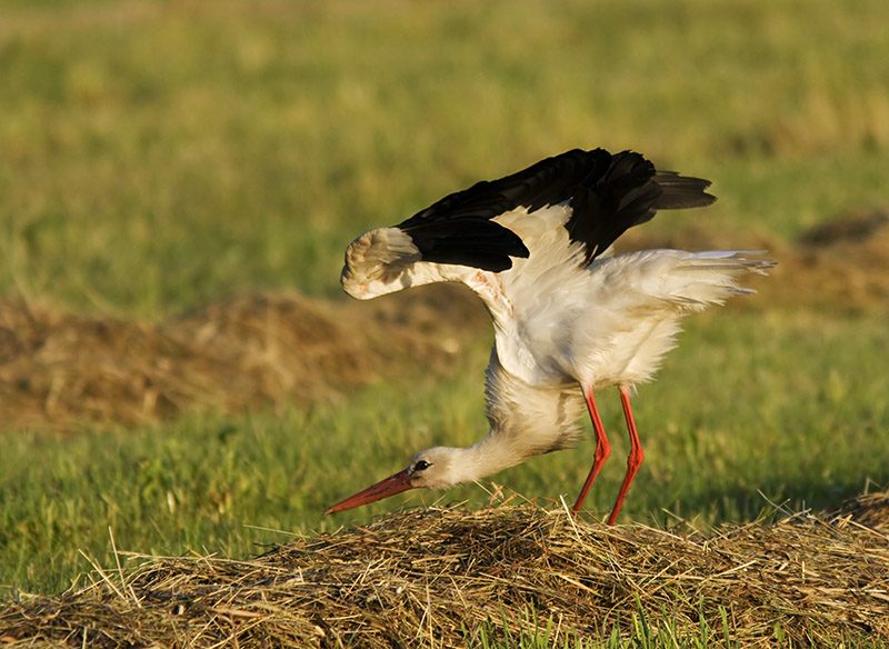 Белый аист (лат. Ciconia ciconia)