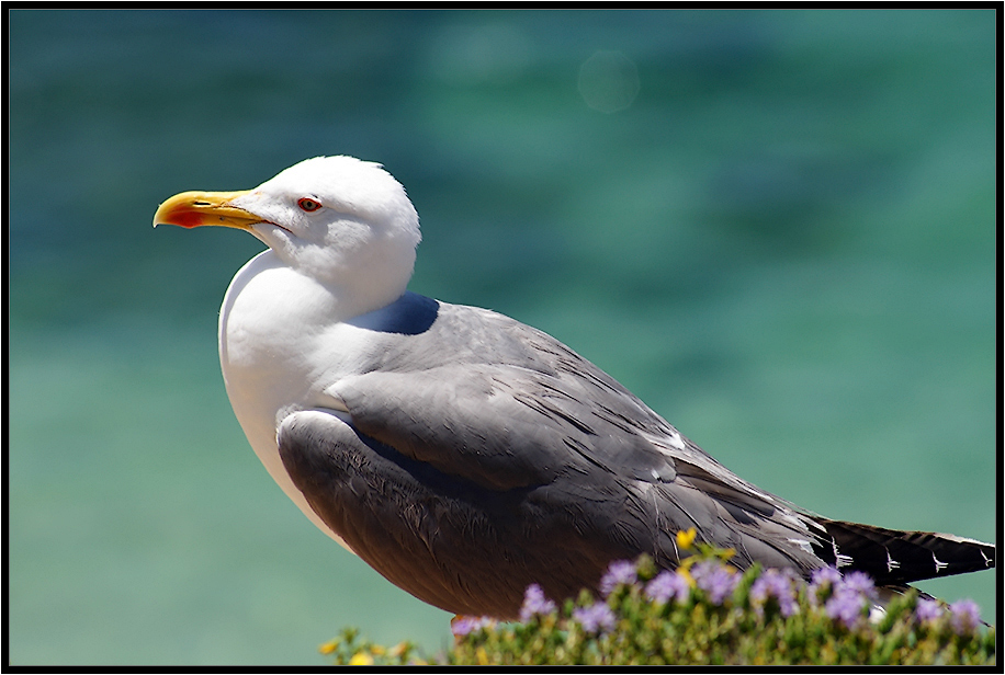 Чайка средиземноморская (Larus michahellis) 