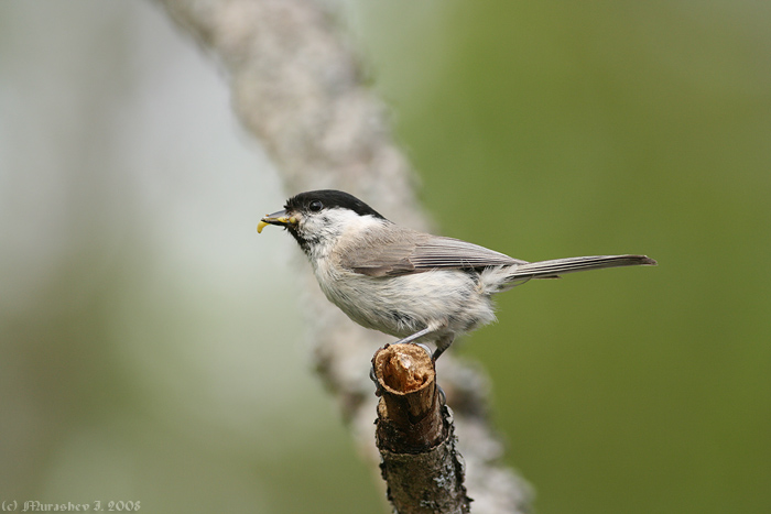 Parus polustris