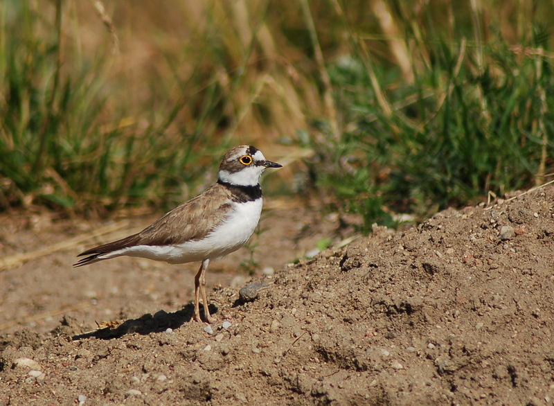 Зуек малый (Charadrius dubius)