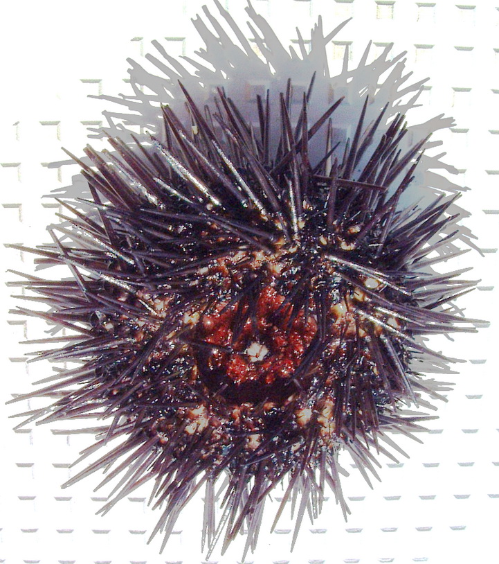 yojik (sea urchin) upside down