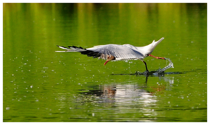 Dances on water...