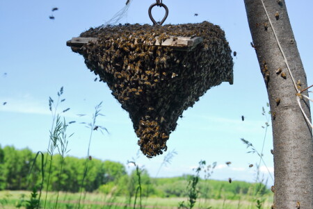 &amp;quot;Живой домик&amp;quot;