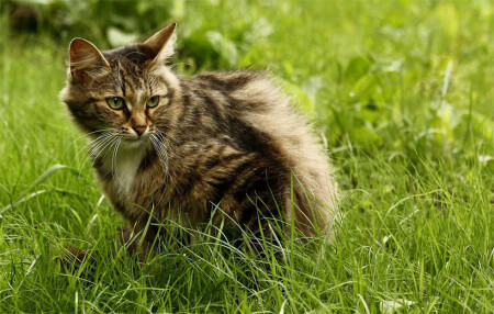 Уж не мышь ли в поле скачет ?...