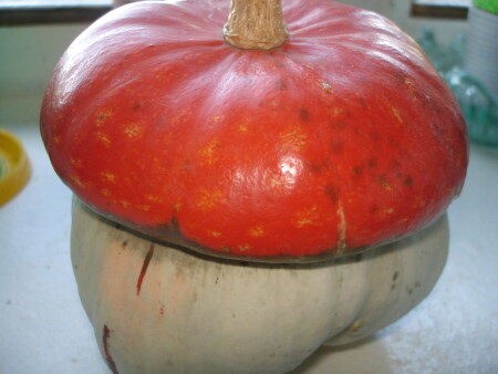 И не гриб, не &amp;quot;кабак&amp;quot; а так..