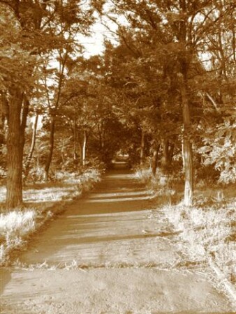 тернистый путь