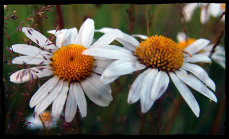 Полевые цветы