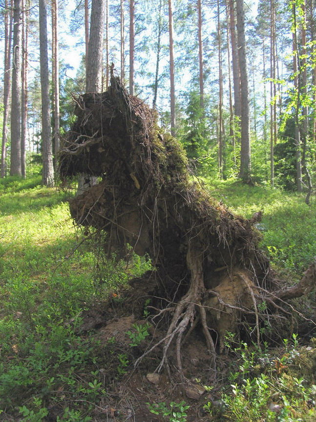 Лесной житель