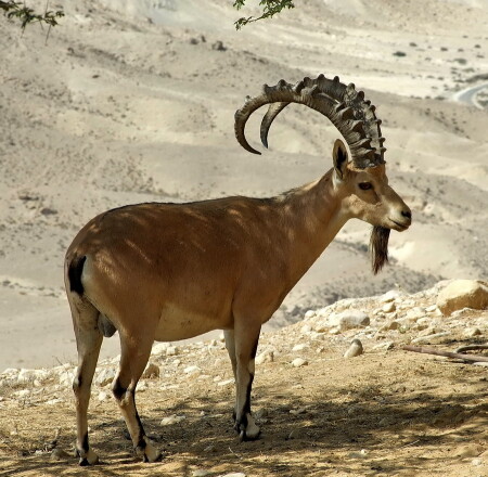 Спасительная тень