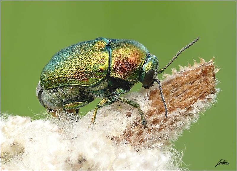 Листоед-скрытоглав Cryptocephalus sericeus L