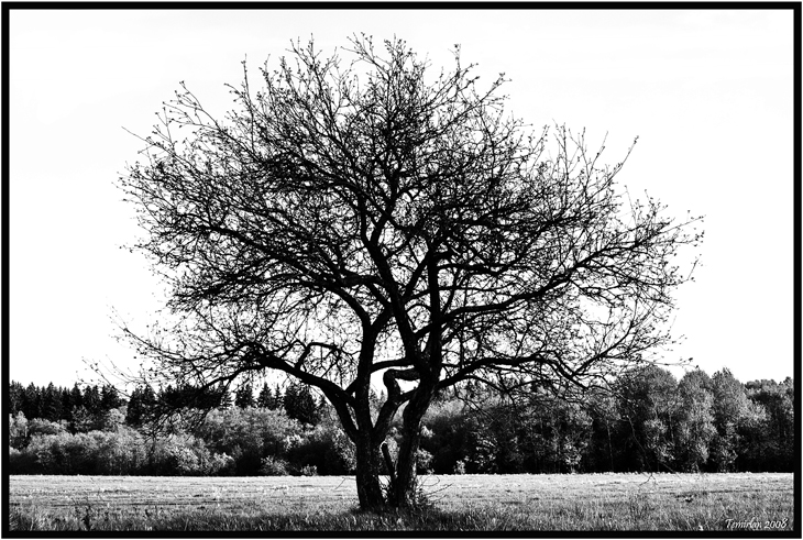 &quot;One sky, one floor, one tree...&quot;