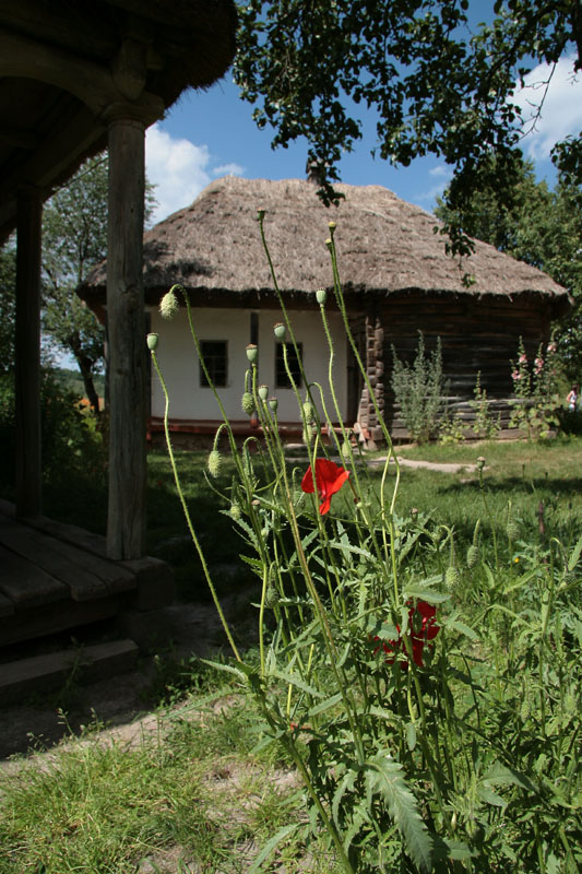 Сквозь маки