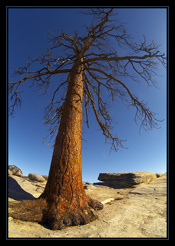 Taft Point, Yosemite. 