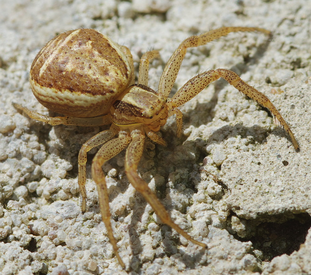 Паук крабик Xysticus emertoni