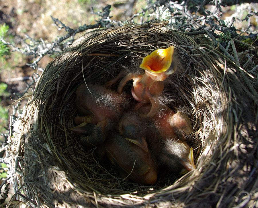 Птица живет в гнезде. Чиж птица гнездо яйца. Птенчики в гнезде. Ласточка гнездо птенцы. Гнездо для птиц..