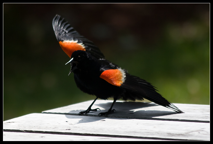 Red-winged Blackbird