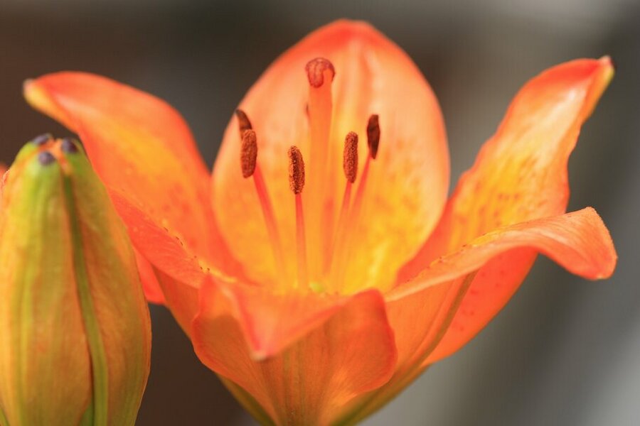 Orange lily