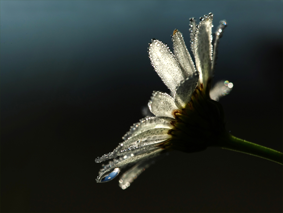 Camomile.... 