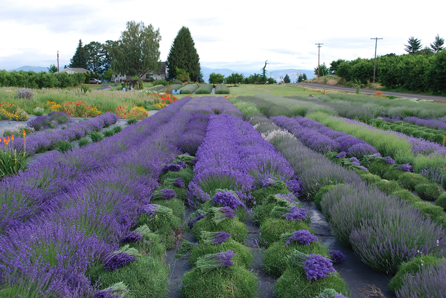 Jardin du Soleil