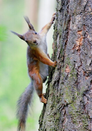 &amp;quot;Модель&amp;quot;