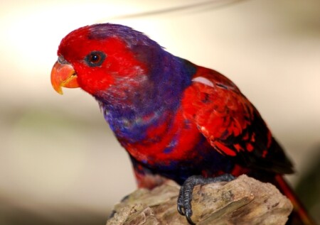 Обычный мальдивский попугай