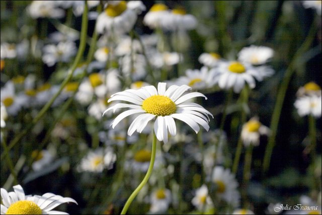 Сamomile